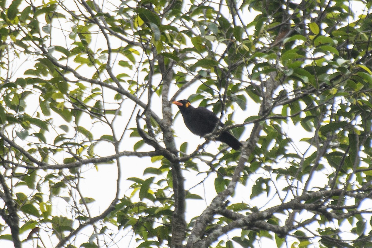 Common Hill Myna (Common) - ML639206070