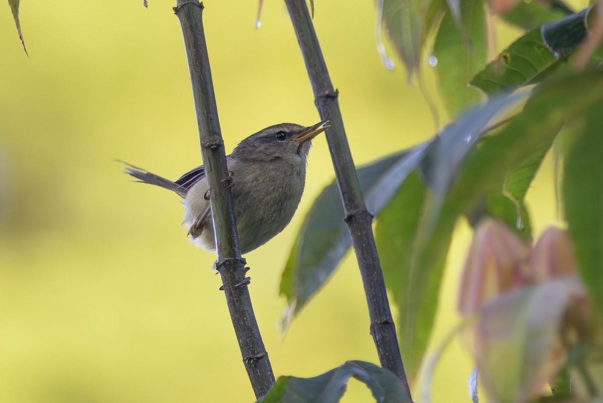 Hume's Bush Warbler - ML639206071