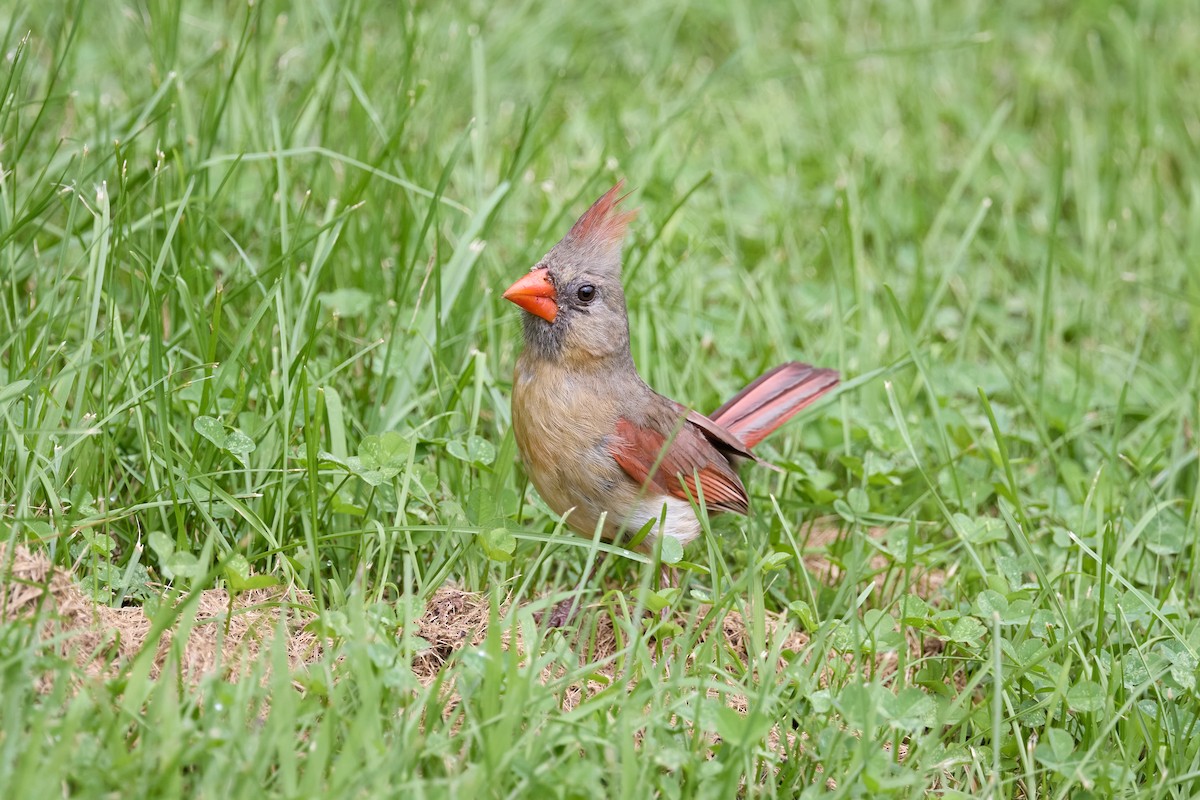 Northern Cardinal - ML639206096