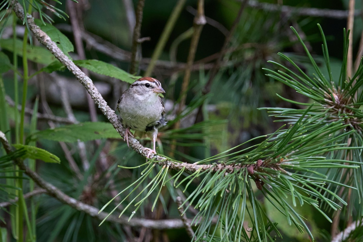Chipping Sparrow - ML639206102
