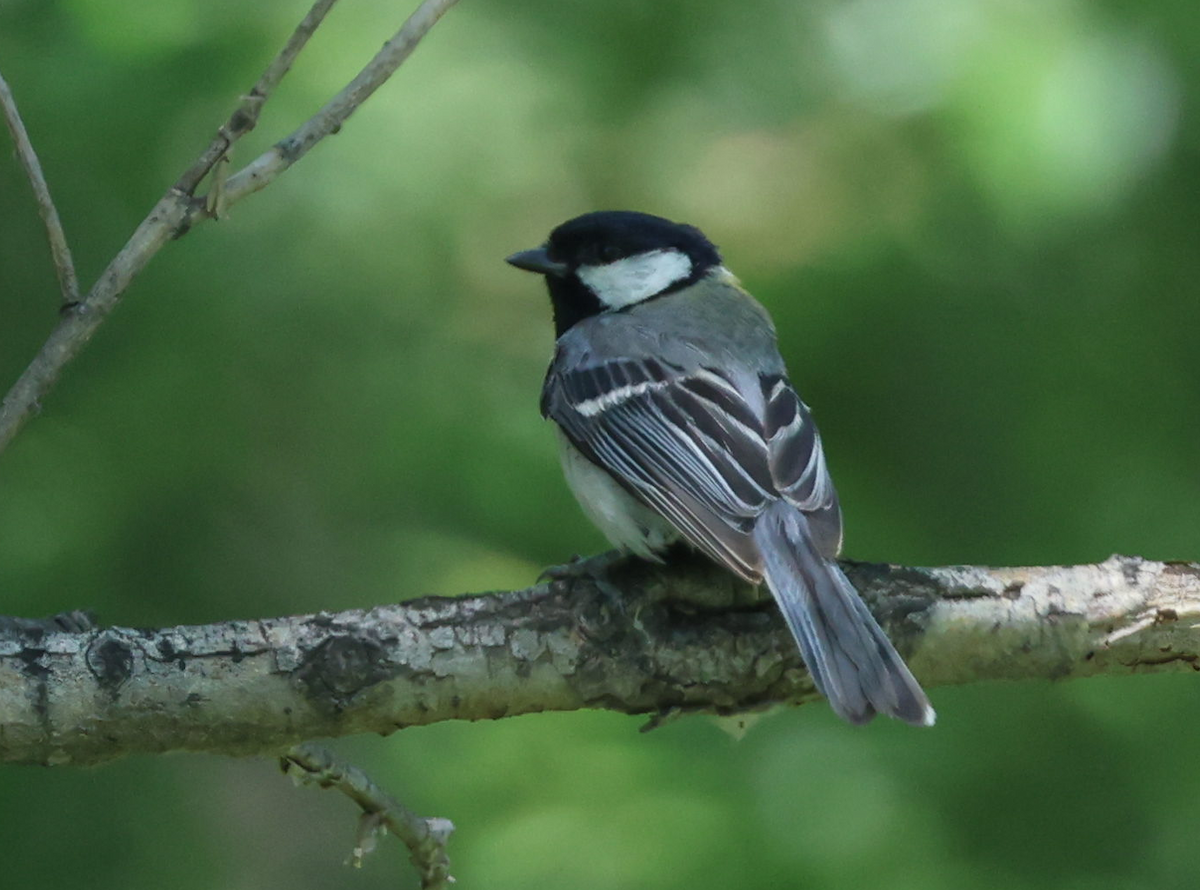 Asian Tit - ML639206133