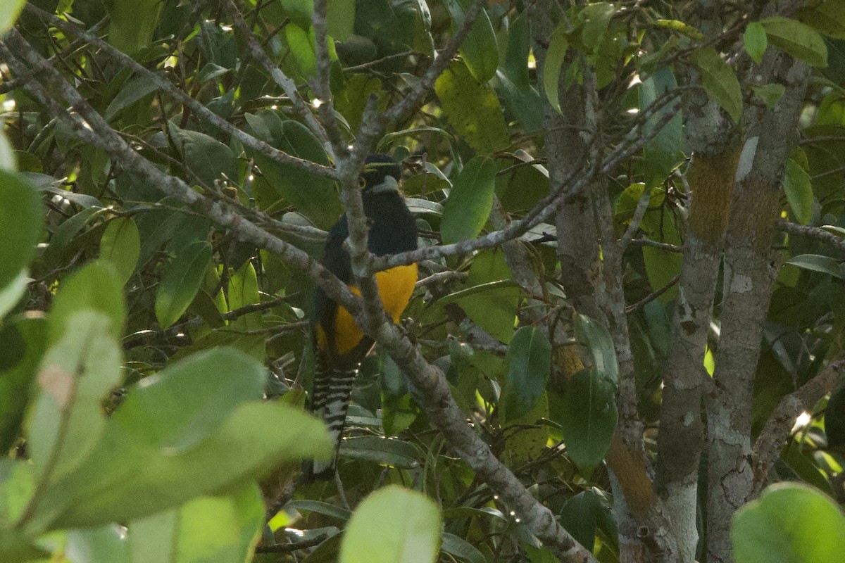 Guyana Trogonu - ML639206337
