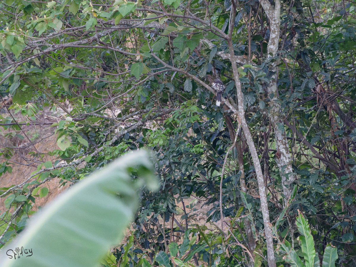 White-winged Magpie - ML639206568