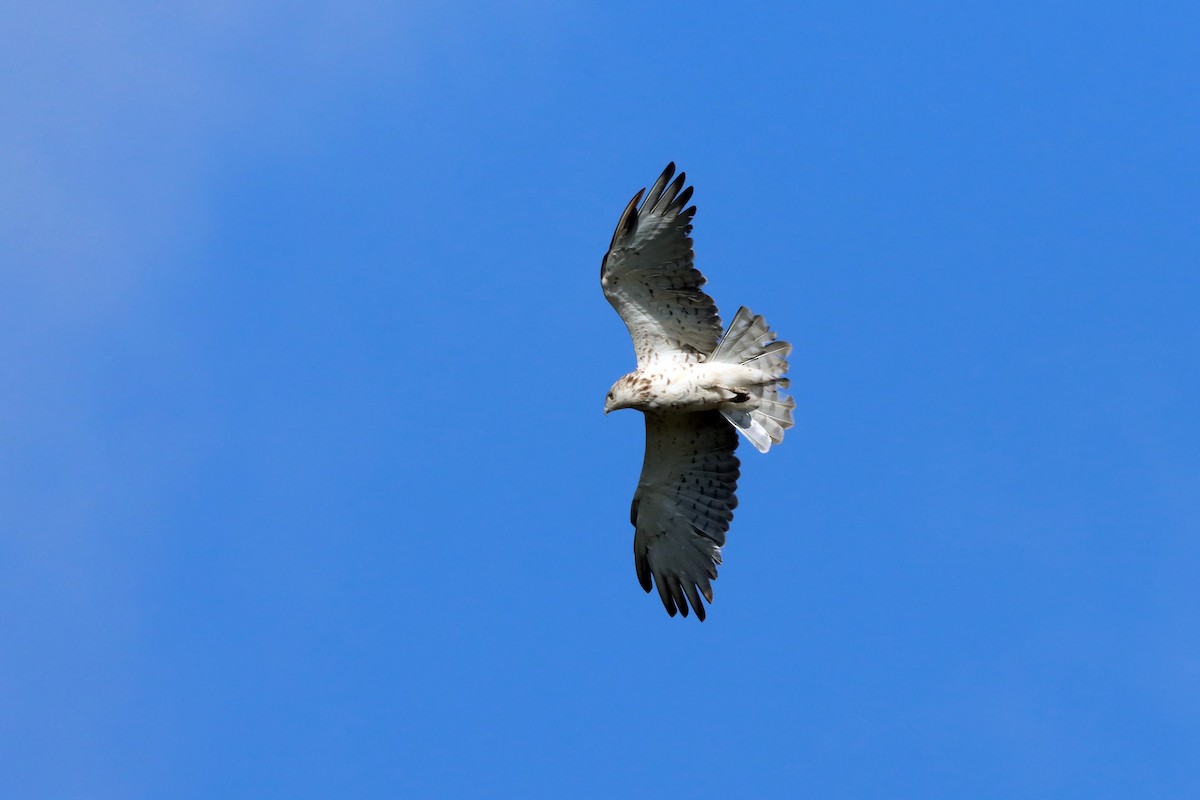 Short-toed Snake-Eagle - ML639206691