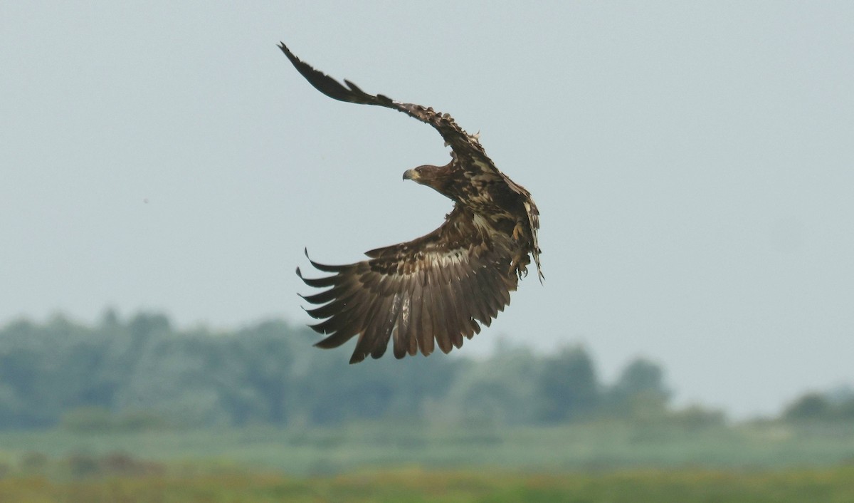 White-tailed Eagle - ML639206725