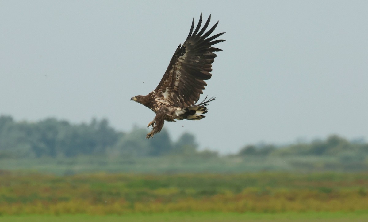 White-tailed Eagle - ML639206726