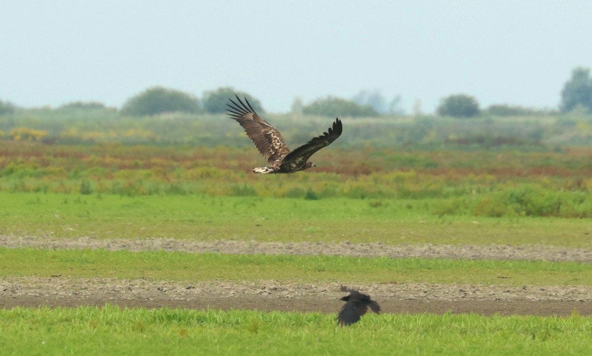 White-tailed Eagle - ML639206727