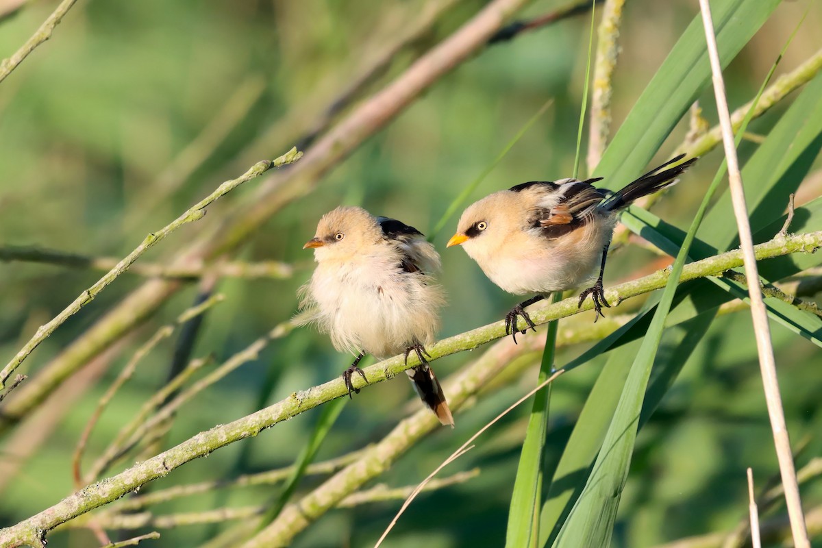 Bearded Reedling - ML639206733