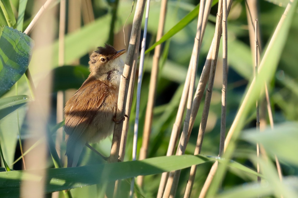 Common Reed Warbler - ML639206747