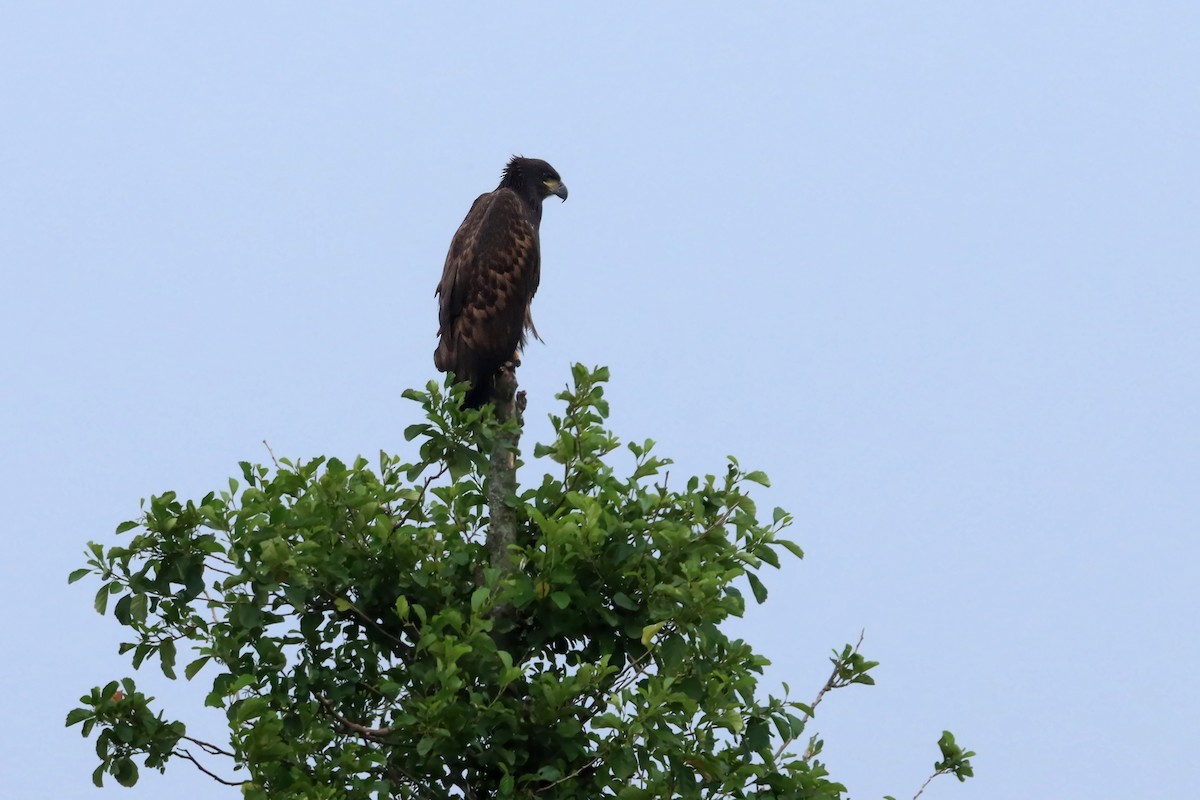 White-tailed Eagle - ML639206778