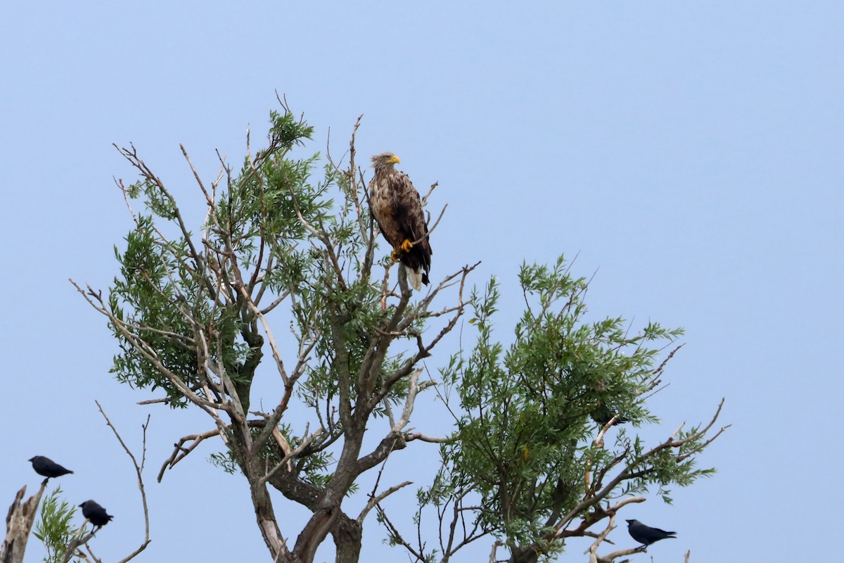 White-tailed Eagle - ML639206779