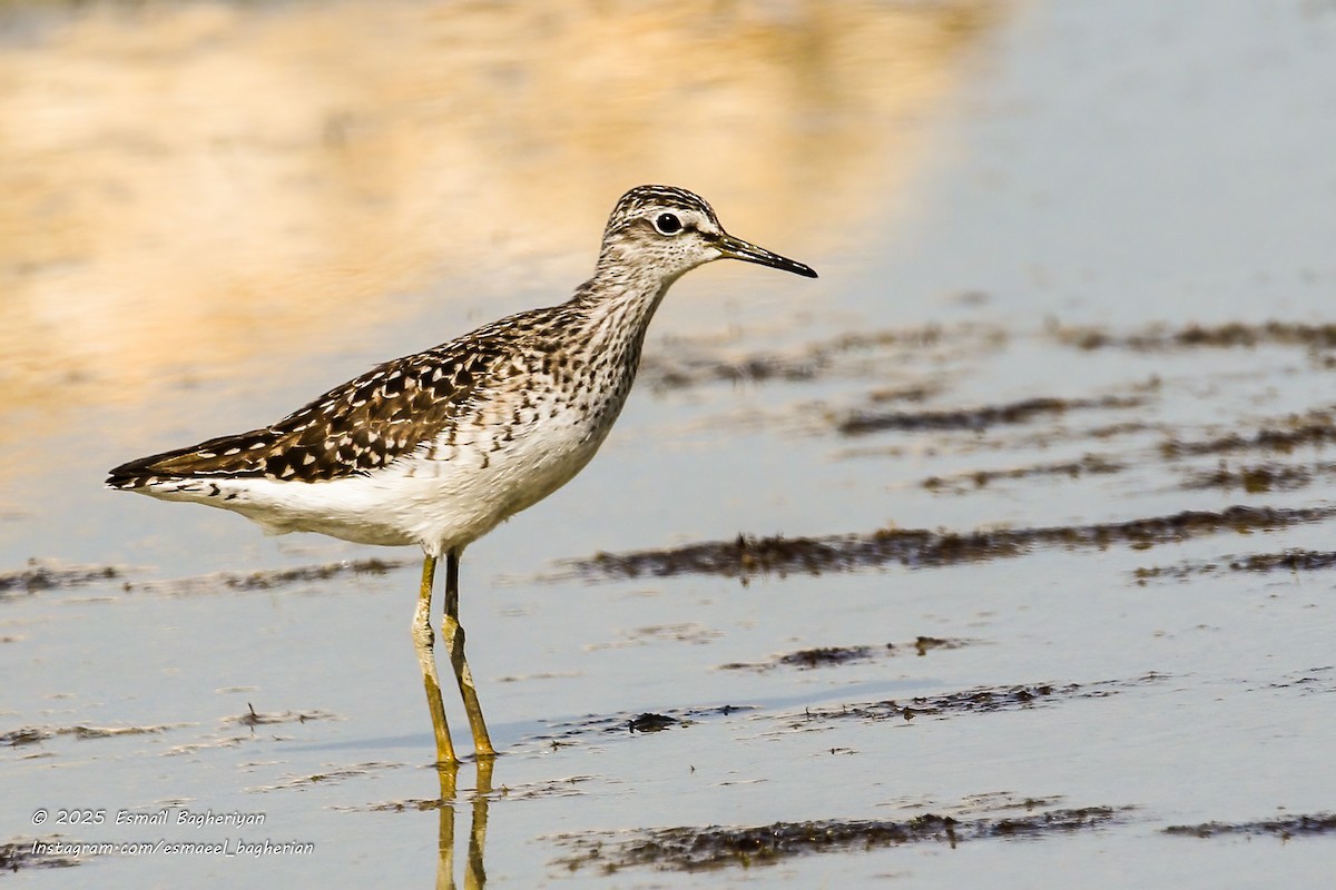Wood Sandpiper - ML639206884