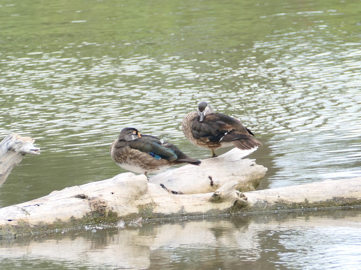 Anatra sposa - ML639206901