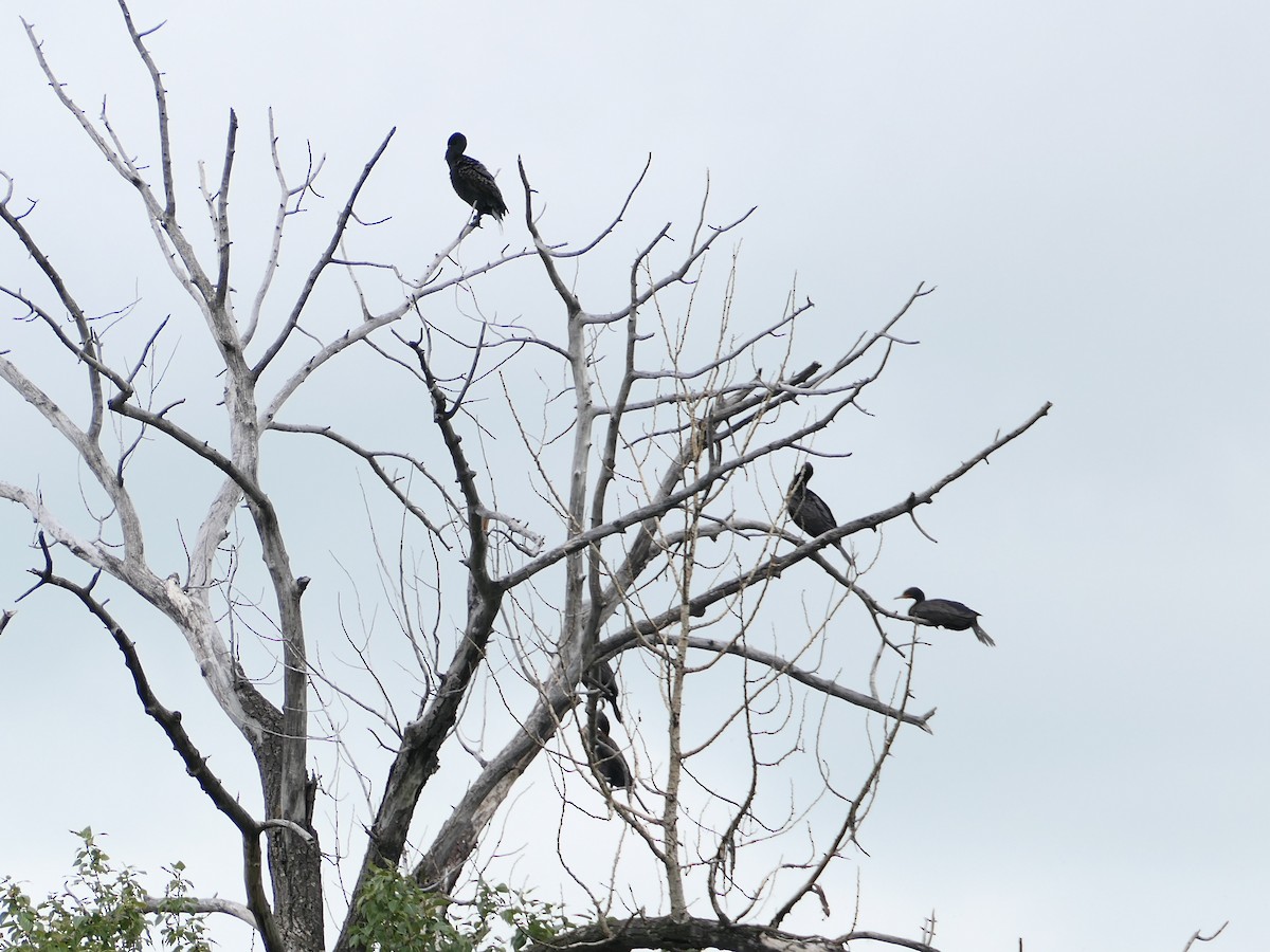 Double-crested Cormorant - ML639206909