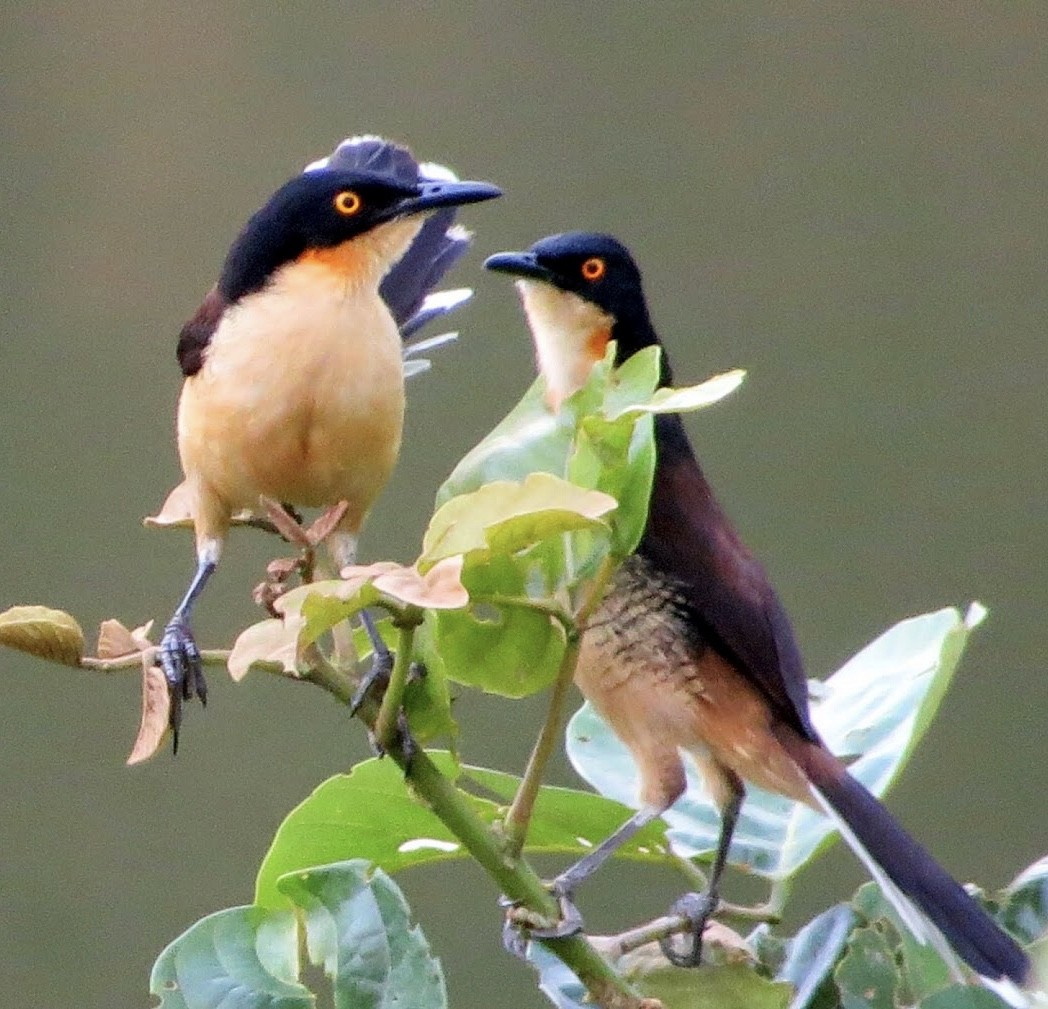 Black-capped Donacobius - ML639206916