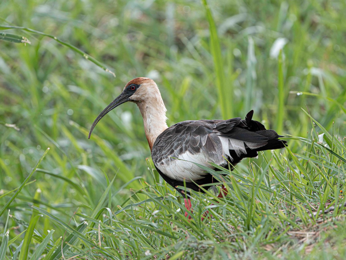 Buff-necked Ibis - ML639206925