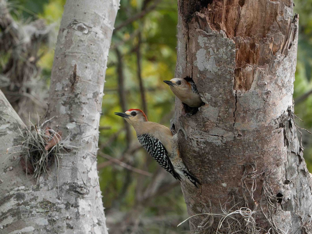 Red-crowned Woodpecker - ML639206950
