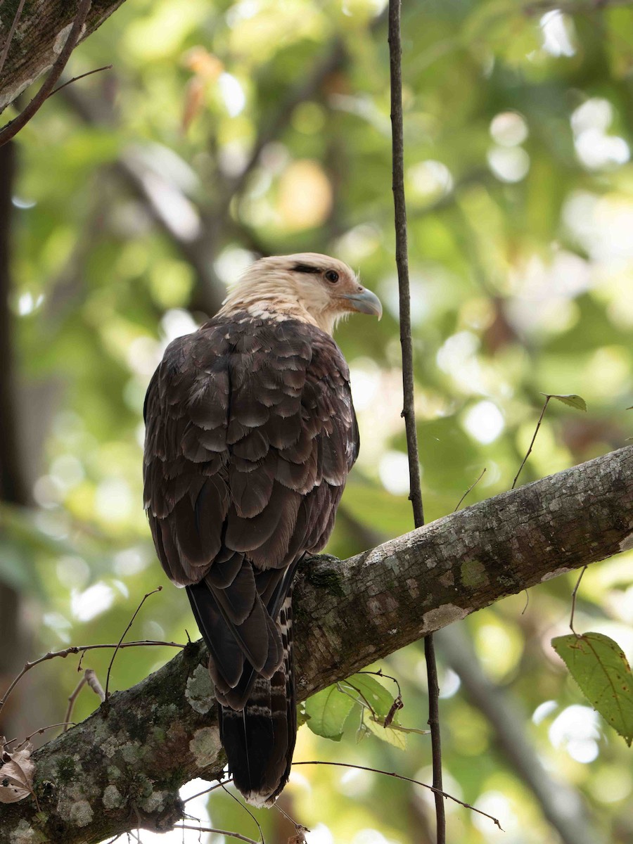 Yellow-headed Caracara - ML639206965