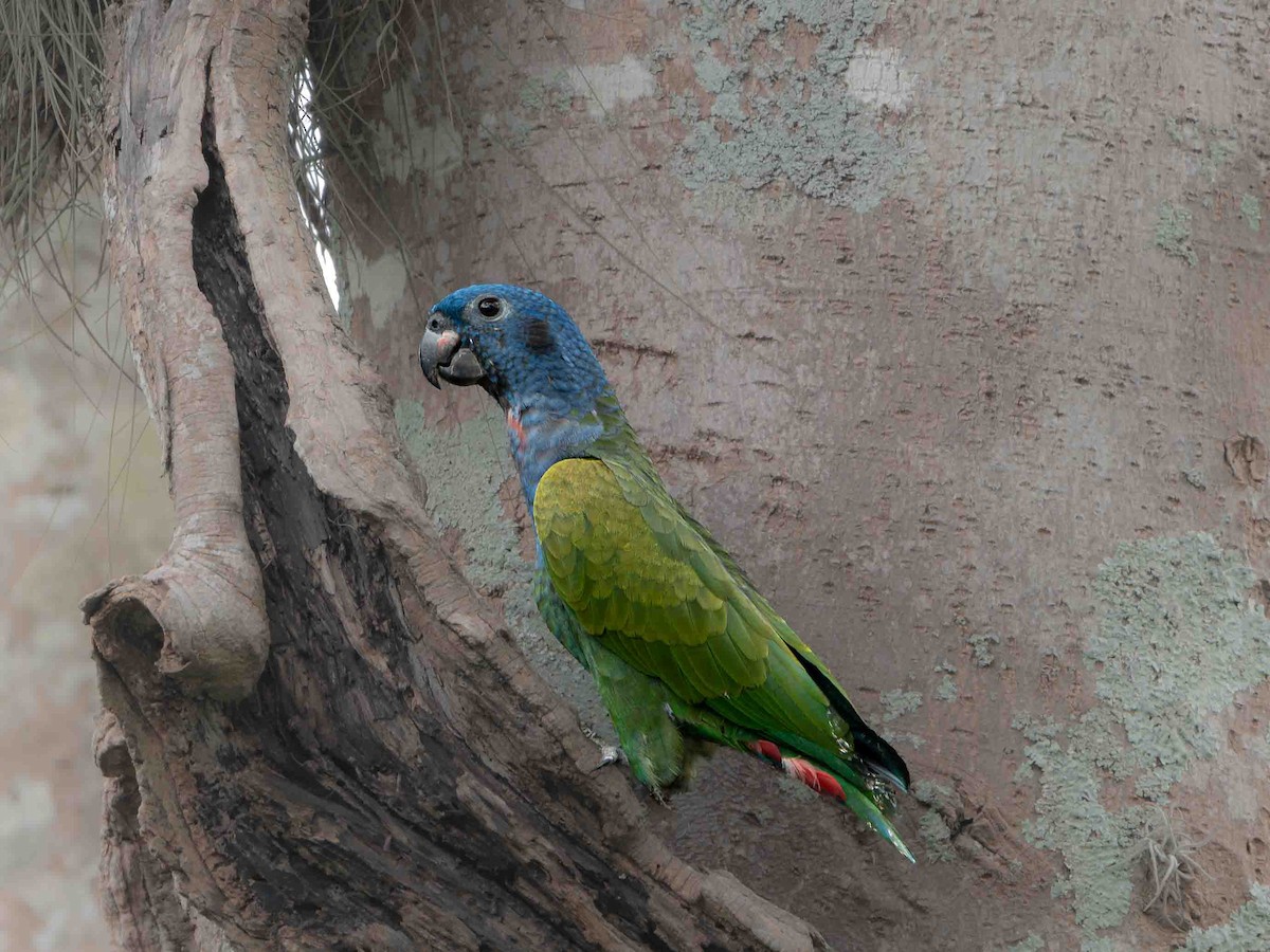 Blue-headed Parrot - ML639206981