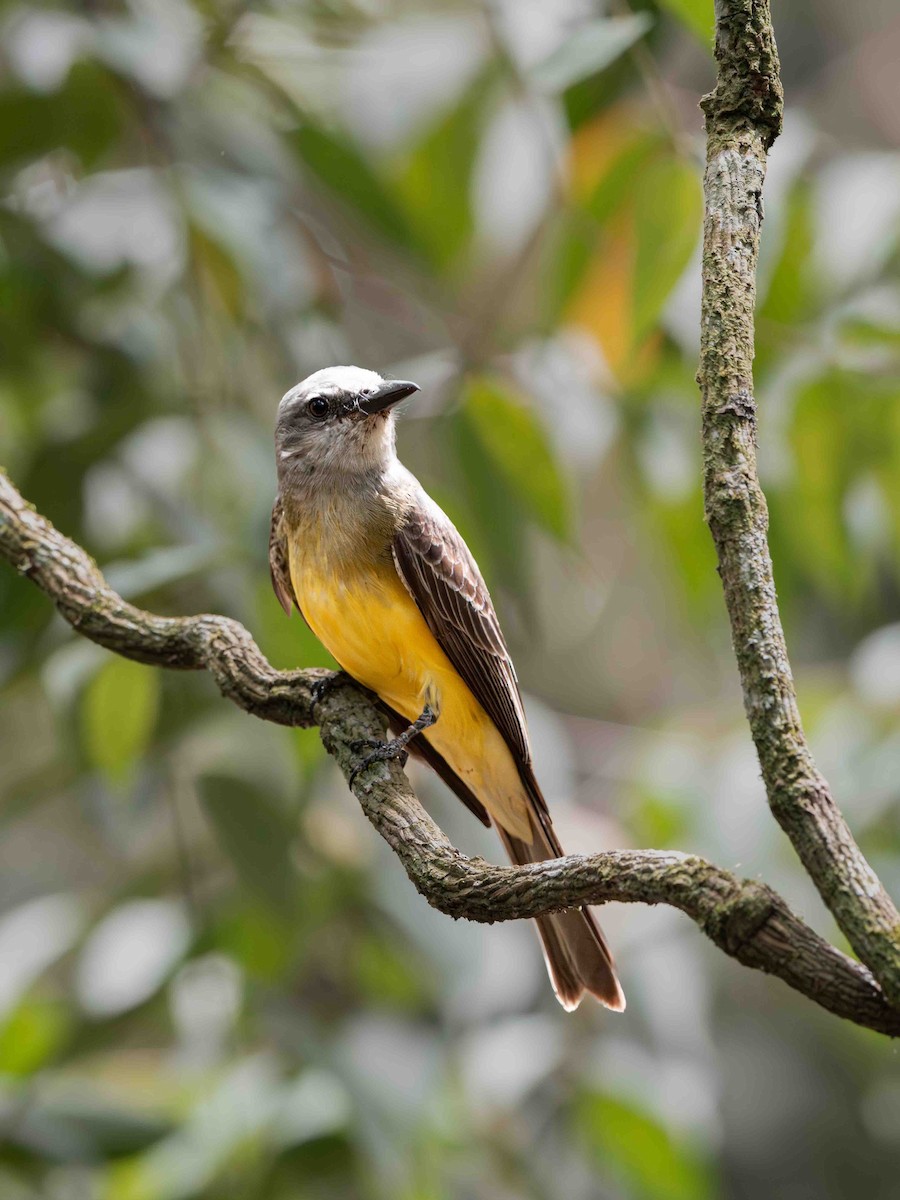 Tropical Kingbird - ML639206991