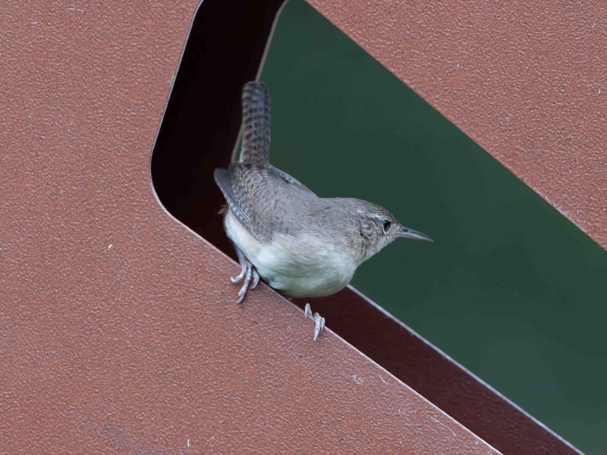 Southern House Wren - ML639206999