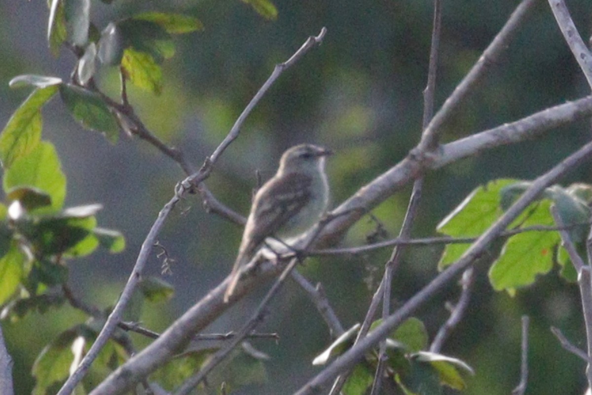 Mouse-colored Tyrannulet (Northern) - ML639207001