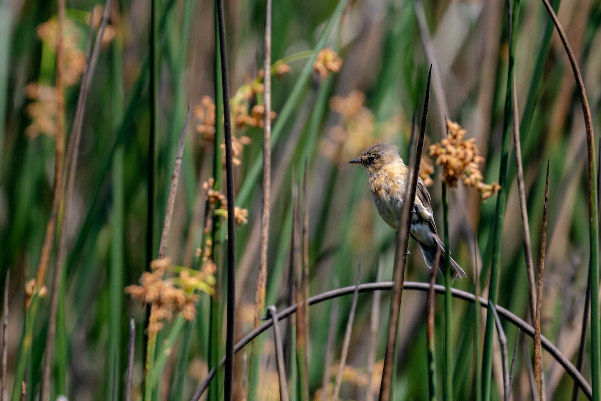 Buff-breasted Flycatcher - ML639207013