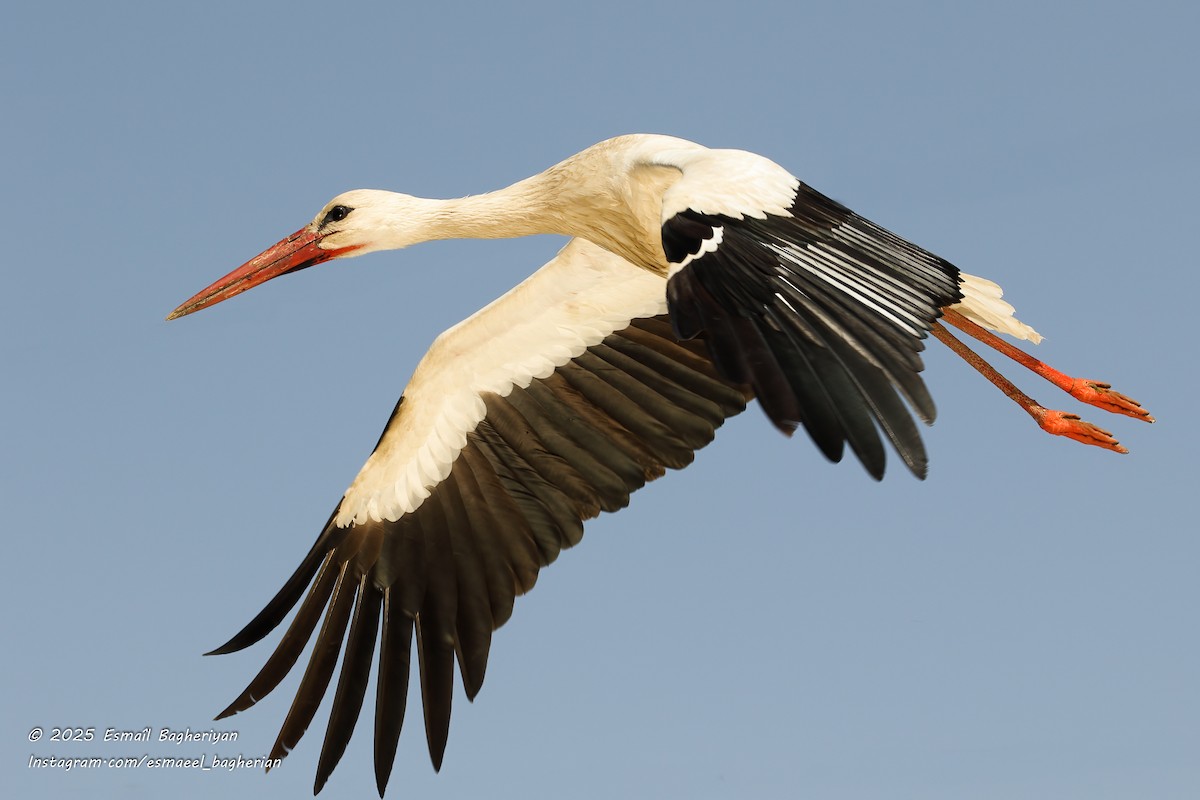 White Stork - ML639207015