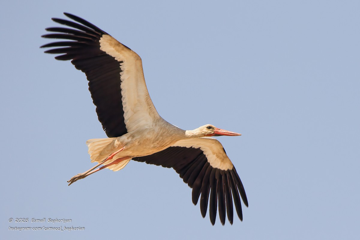 White Stork - ML639207016