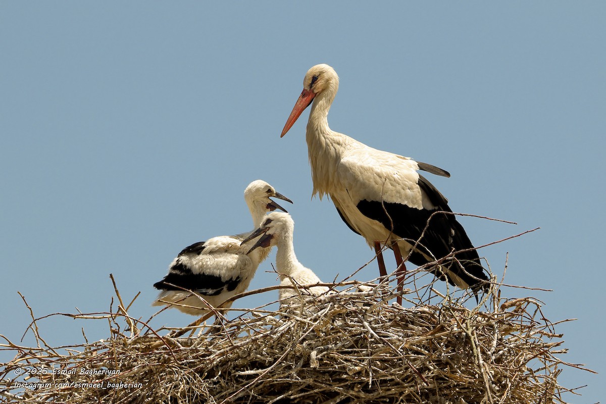 White Stork - ML639207017