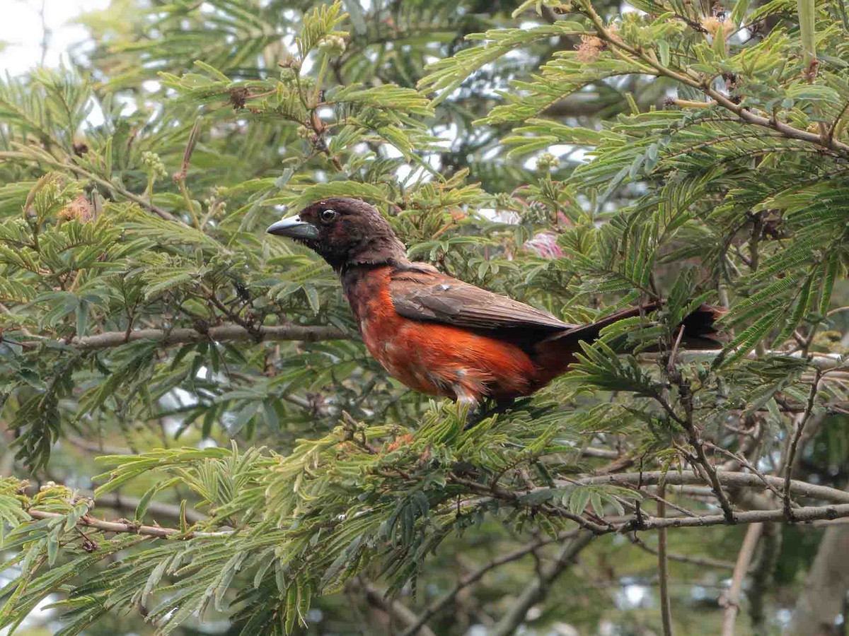 Crimson-backed Tanager - ML639207040