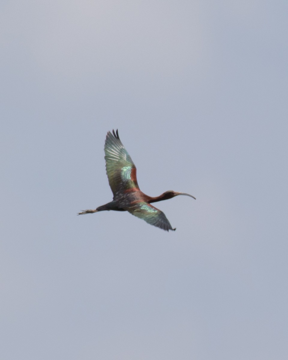 White-faced Ibis - ML639207043