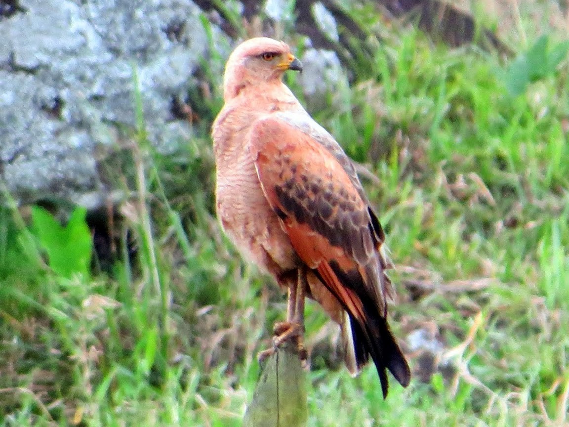 Savanna Hawk - ML639207044