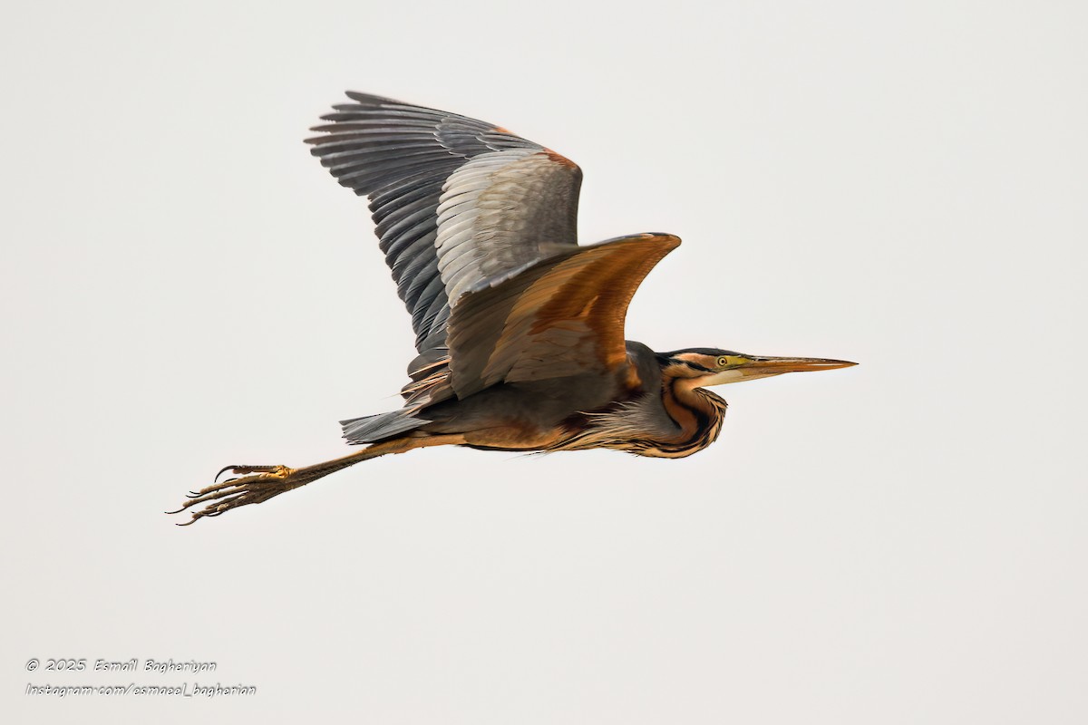 Purple Heron - ML639207051