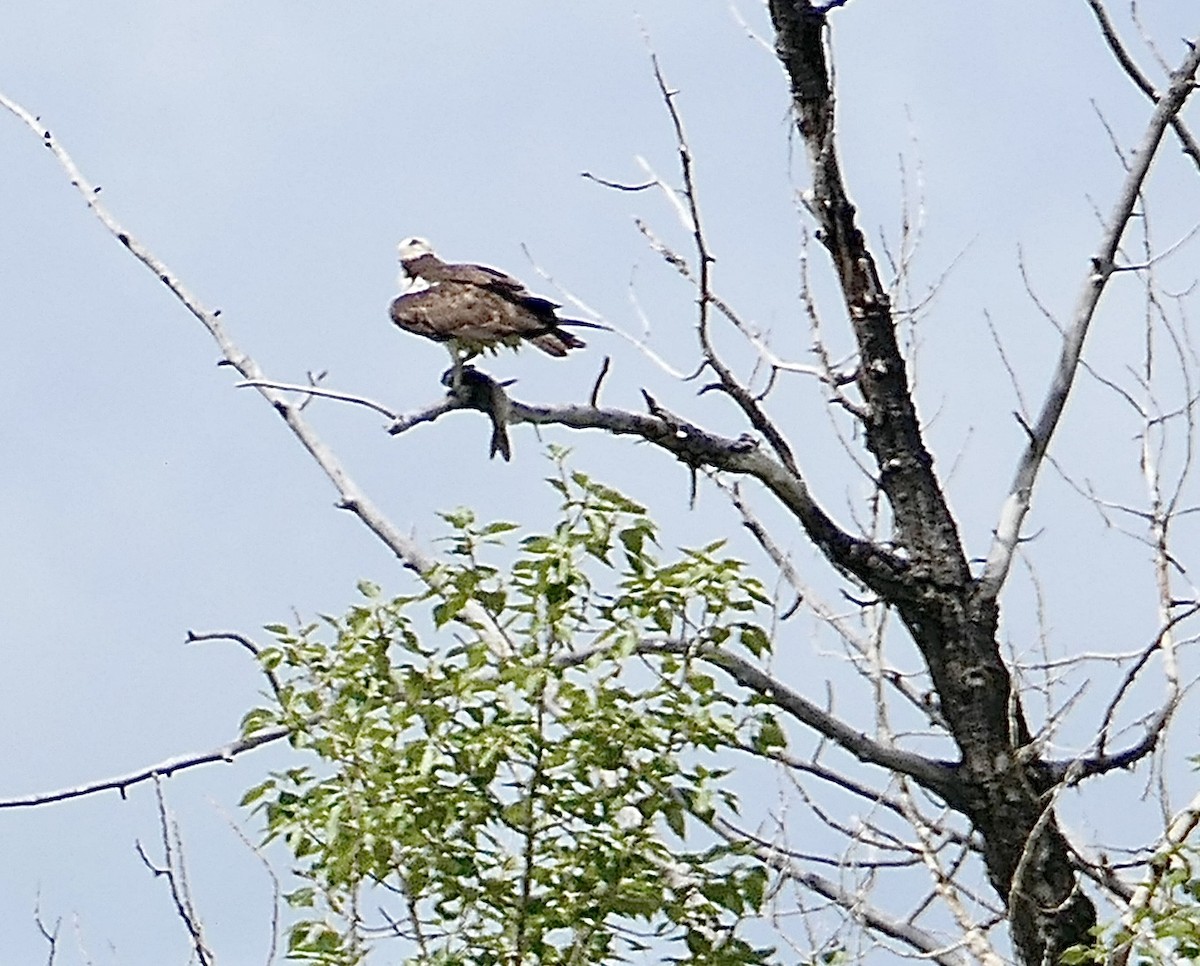 Falco pescatore - ML639207053