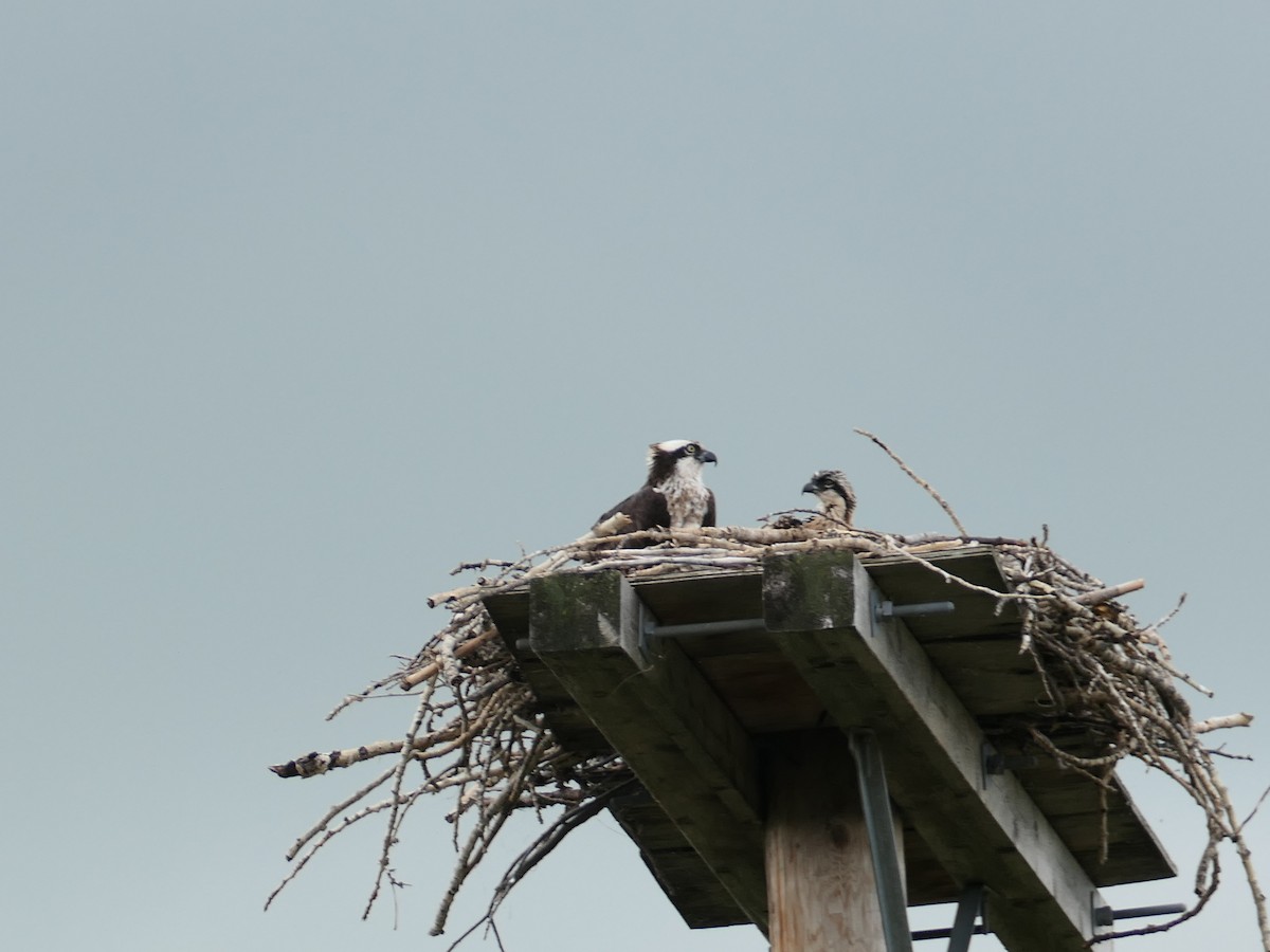 Falco pescatore - ML639207054