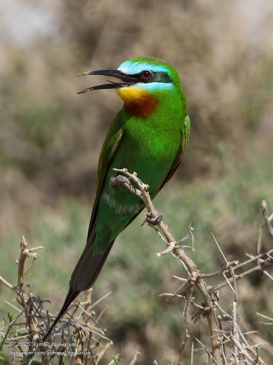 Blue-cheeked Bee-eater - ML639207057