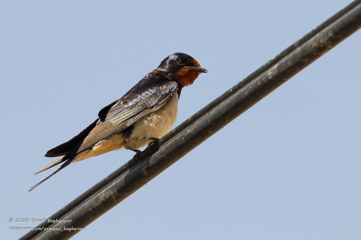 Barn Swallow - ML639207058