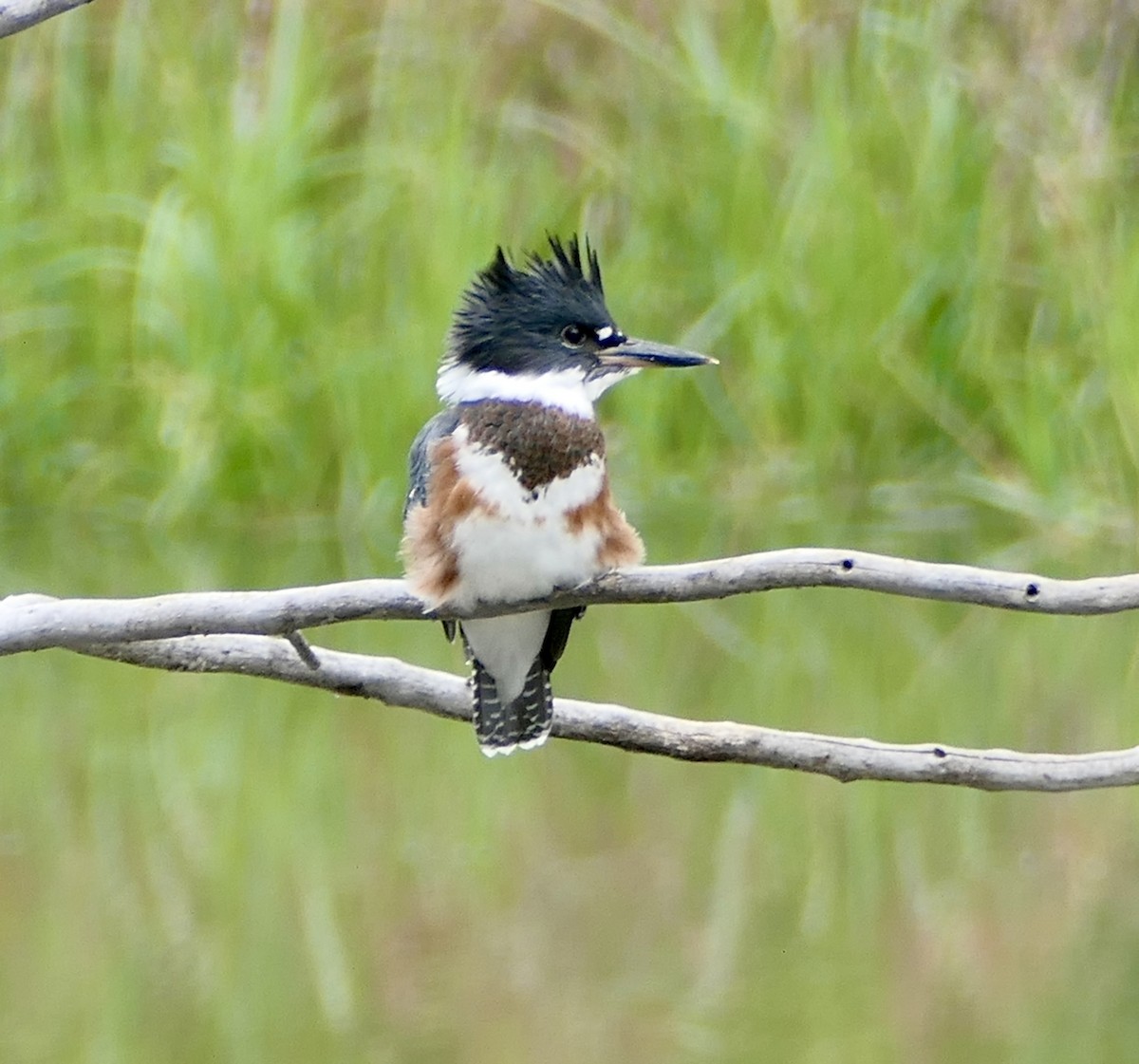 Belted Kingfisher - ML639207064