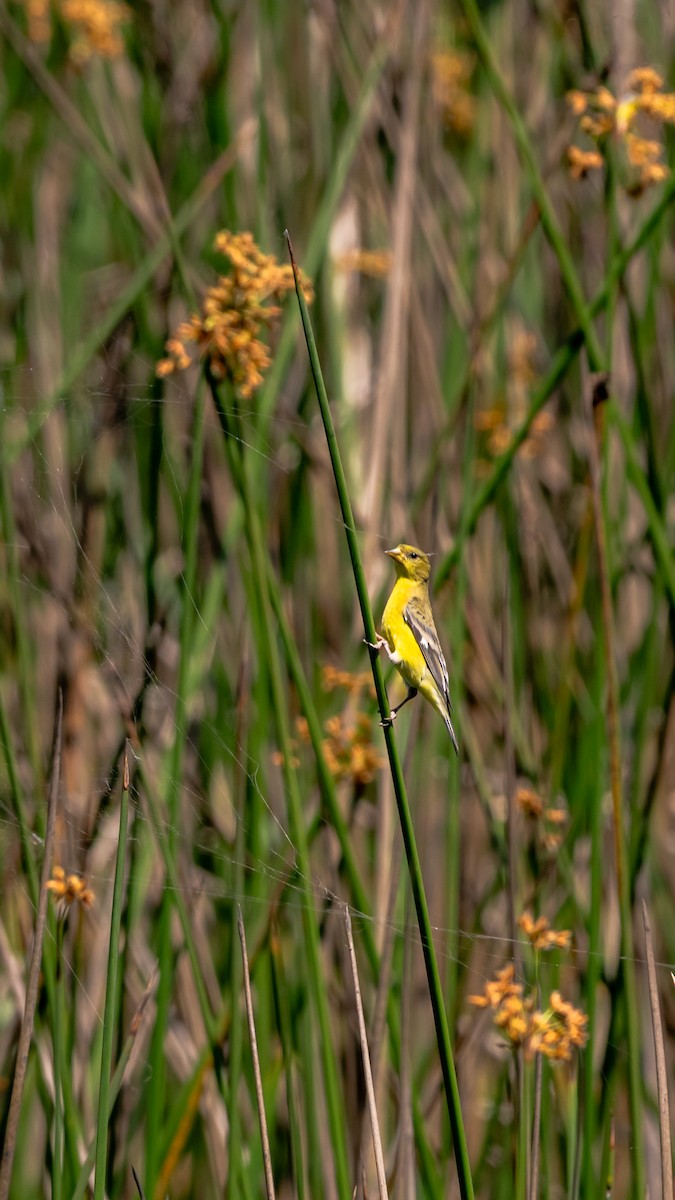 Lesser Goldfinch - ML639207071