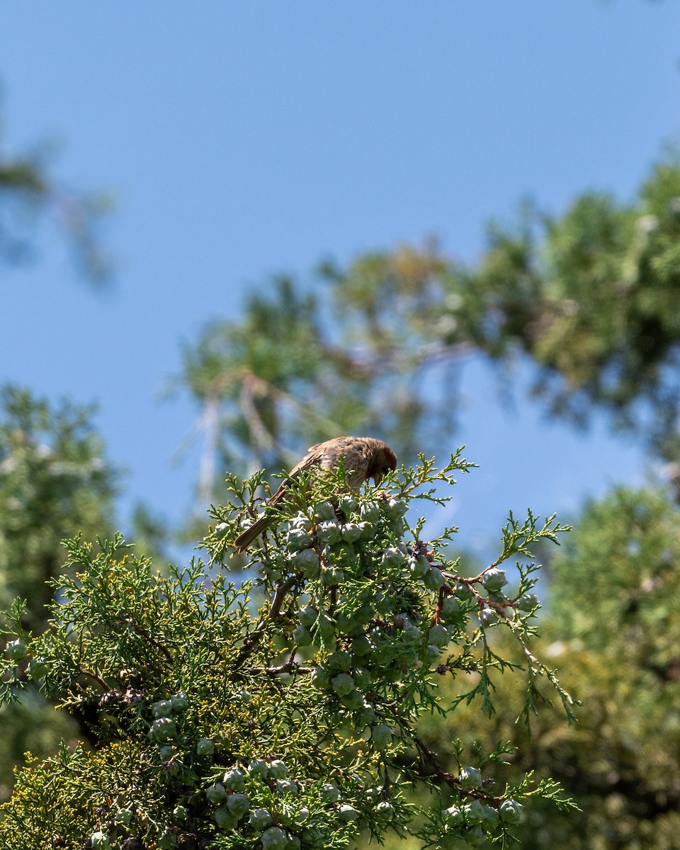 House Finch - ML639207090