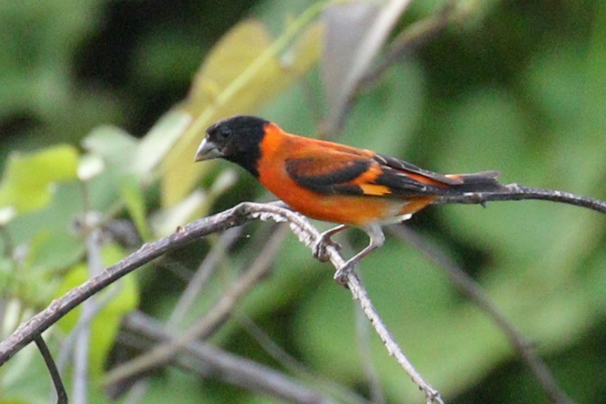 Red Siskin - ML639207099