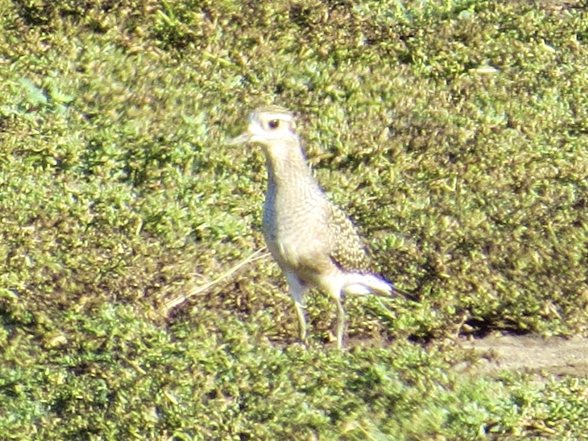 American Golden-Plover - ML639207182