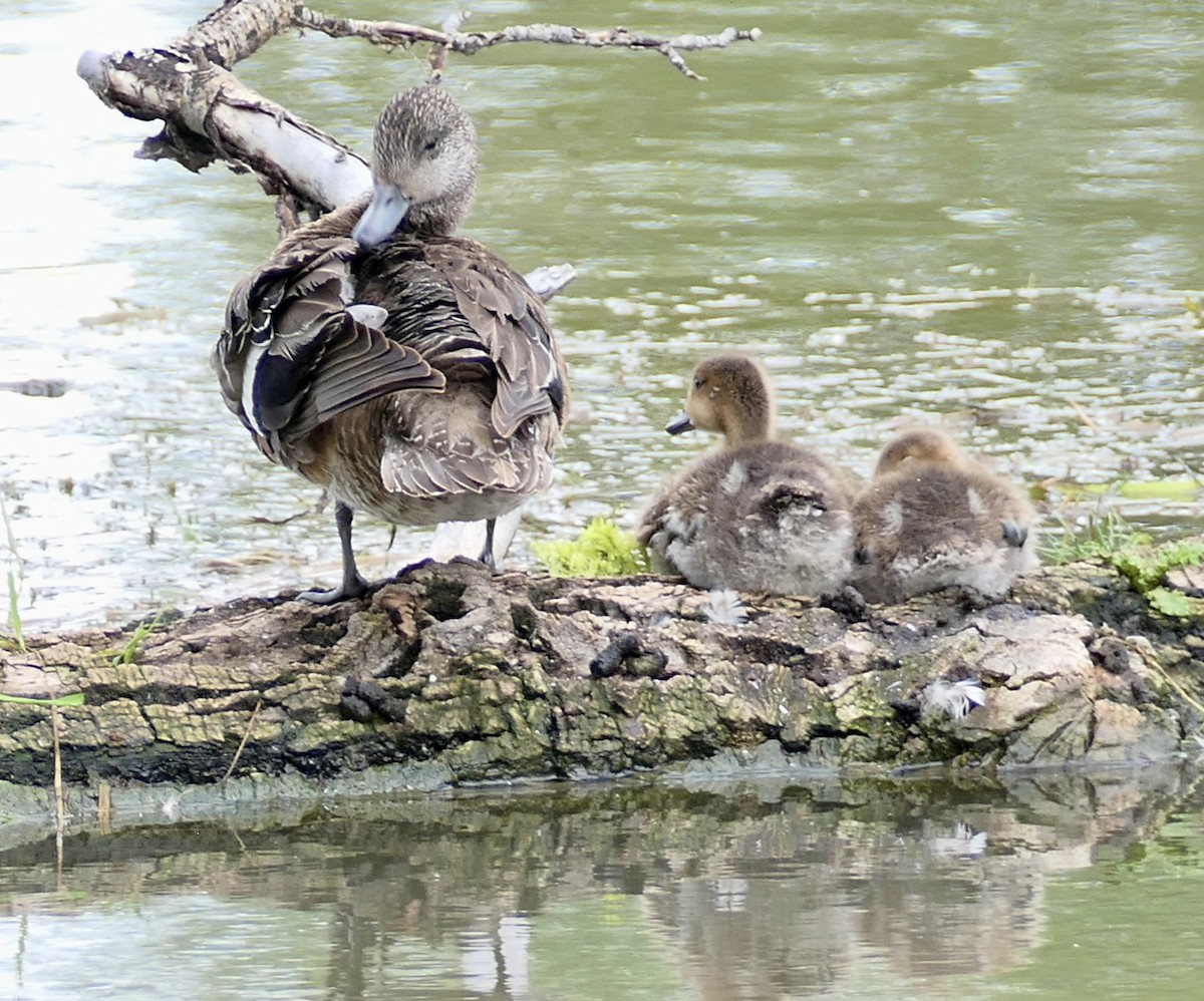 Fischione americano - ML639207188