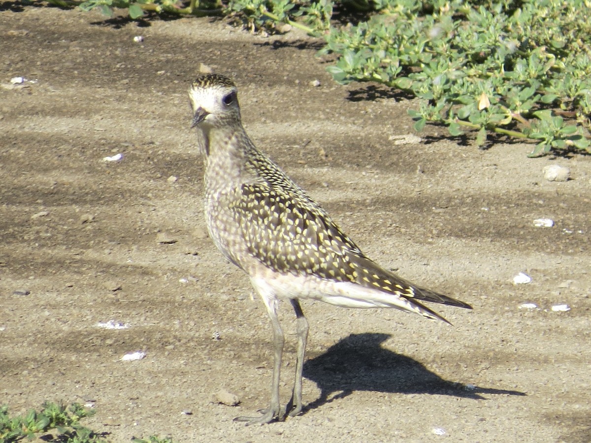 American Golden-Plover - ML639207199