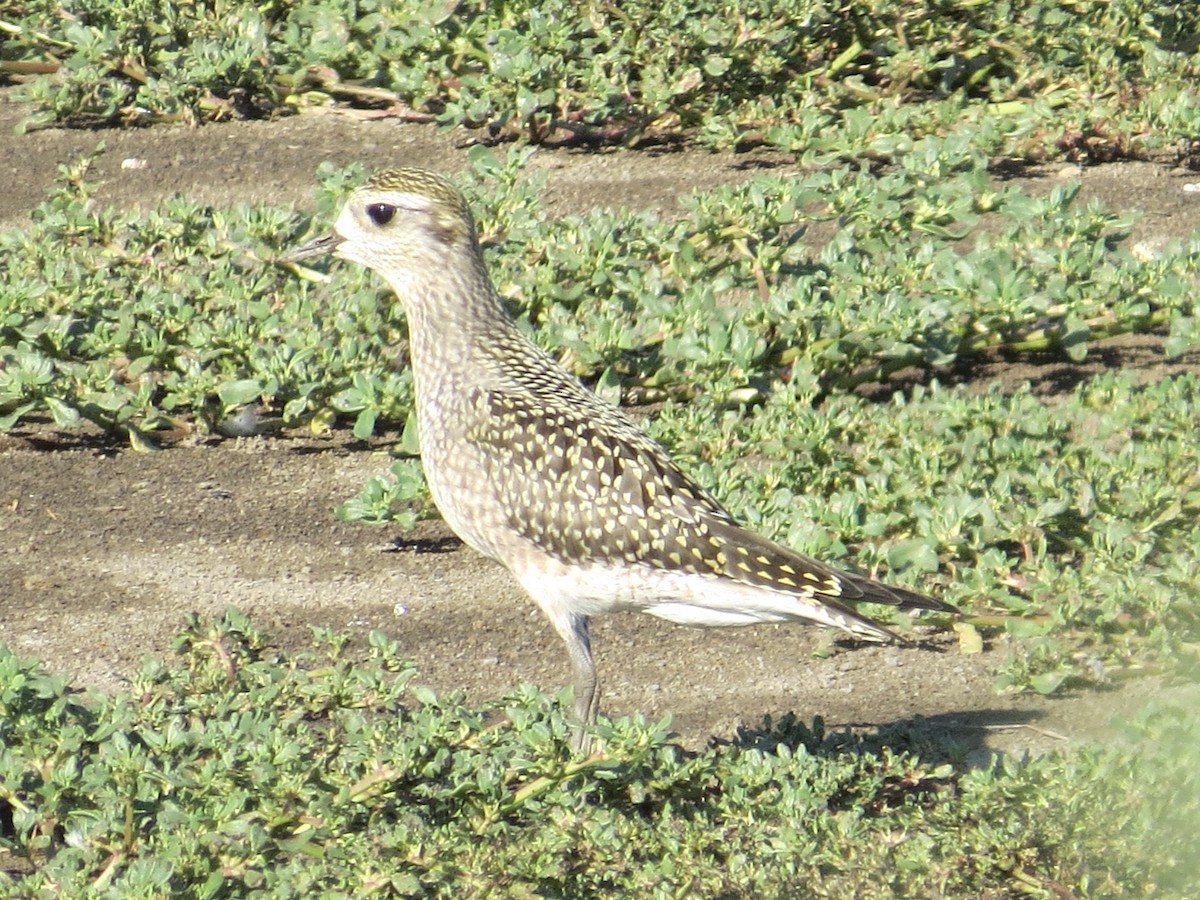 American Golden-Plover - ML639207200