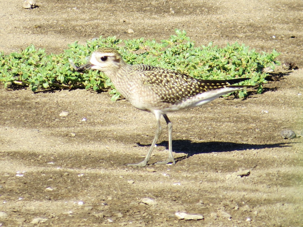 American Golden-Plover - ML639207206