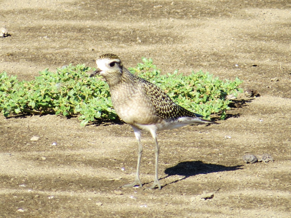 American Golden-Plover - ML639207210