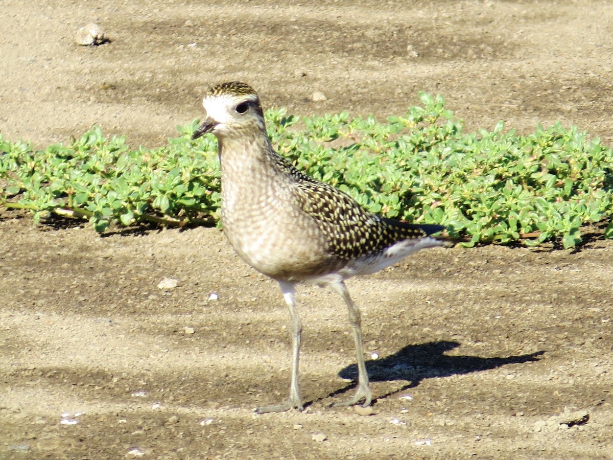 American Golden-Plover - ML639207213