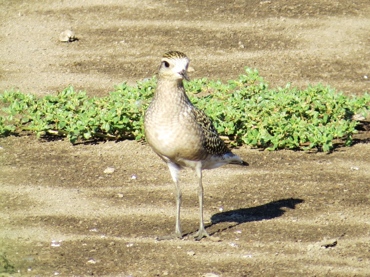 American Golden-Plover - ML639207214
